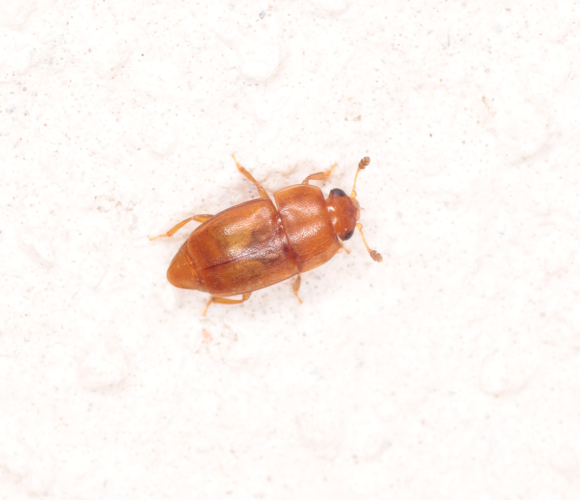 Nitidulidae: Epuraea?